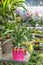 Small pineapple fruit in a flower pot, tropical indoor plant. Fruiting Bromelia ananas pineapple grown in a greenhouse, a small