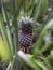 A small pineapple fruit starting to grow on the plant