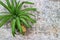 Small pineapple  On the old wooden floor  Copy the free space, select focus, top view