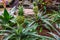 Small pineapples growing on plants, tropical garden, popular exotic plant specie from South America