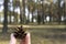 Small pinecone in hand with a pine forest background