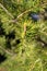 Small pinecones growing on the branch of a pine