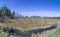 Small pinesin spring swamp under blue sky