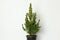 Small pinetree in a pot