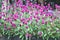 Small pink Amaranth flowers (Gomphrena globosa) growing on flowerbed