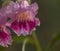 Small Pink Arizona Flower, Roadside Beauty