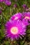 Small pink Carpobrotus chilensis flower