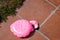 Small pink flamingo float deflated on the edge of a swimming pool, summer time