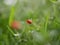 A small pink flower of Anagallis arvensis in the early spring morning on the lawn in the park. A poisonous plant