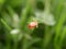 A small pink flower of Anagallis arvensis in the early spring morning on the lawn in the park. A poisonous plant