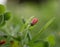 A small pink flower of Anagallis arvensis in the early spring morning on the lawn in the park. A poisonous plant