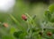 A small pink flower of Anagallis arvensis in the early spring morning on the lawn in the park. A poisonous plant