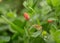 A small pink flower of Anagallis arvensis in the early spring morning on the lawn in the park. A poisonous plant