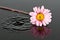 Small pink flower lay in water