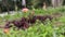 Small pink flower in the park with green and purple grass and people walking