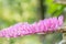 Small pink flower, toothbrush orchid Dendrobium secundum.