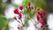 Small pink flowers background. Stock. Plant with small pink petals