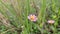 Small pink flowers bloom among the weeds on the top of Mount Prau, Central Java, Indonesia