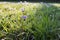 Small pink flowers blooming in spring meadow. Morning dew. Sunny day. Beautiful detail, fresh green floral background