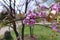 Small pink flowers of Cercis canadensis