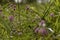 Small pink flowers in the garden