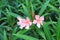 Small pink flowers on a green background