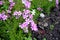 Small pink flowers, groundcover plants for the garden