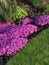 Small pink flowers, moss phlox, in the garden