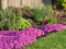 Small pink flowers, moss phlox, in the garden