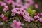 Small pink flowers of the northern plant species alpine azalea, Loiseleuria procumbens