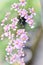 The small pink flowers of Oncidium sotoanum