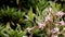 Small pink flowers on rhododendron spiecies