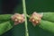 Small pink flowers of the Strawberry bush plant in springtime