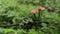 Small pink flowers swaying in the wind with a natural green background