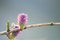 Small pink pine cone tree with drops of water on a branch