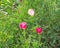 Small pink poppies blooming in late autumn in the village garden among the yellow- green grass