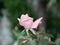 A small pink rose Bud on a background of green leaves in the garden on a summer evening. The evening scent of flowers.