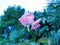 A small pink rose Bud on a background of green leaves in the garden on a summer evening. The evening scent of flowers.