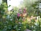 A small pink rose Bud on a background of green leaves in the garden on a summer evening. The evening scent of flowers.