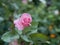 A small pink rose Bud on a background of green leaves in the garden on a summer evening. The evening scent of flowers.