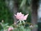 A small pink rose Bud on a background of green leaves in the garden on a summer evening. The evening scent of flowers.