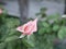 A small pink rose Bud on a background of green leaves in the garden on a summer evening. The evening scent of flowers.