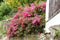 Small pink roses are flowering and are goying beyond fence