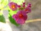 Small pink Stachytarpheta mutabilis flower in close up