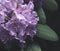 Small pink/violett flowers and plants. Beautiful close up photo.