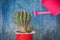 Small pink watering can and cactus. Blue vintage background