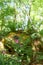 Small pink and white flowers in the beech forest