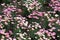 Small pink and white Marguerite Daisies, a species of Dill Daisy