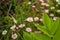 Small pink white spring flowers with leaves in green grass, spring photo.Grass flowers field in nature background.