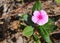 Small pink wild flower, Touch of spring